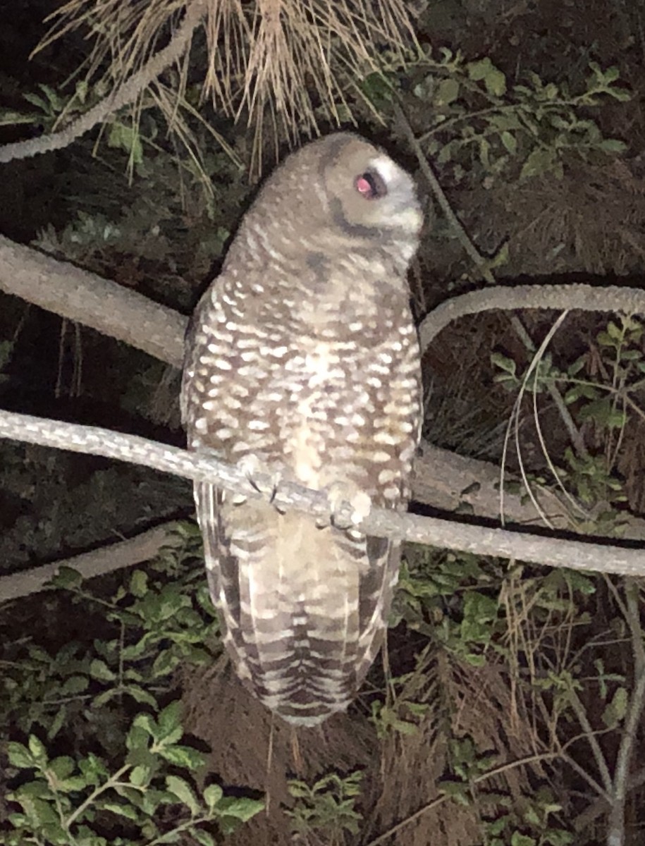 Spotted Owl (California) - ML490372211