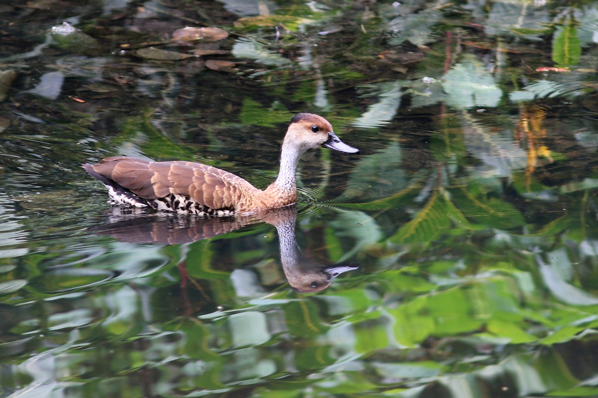 West Indian Whistling-Duck - ML49037431