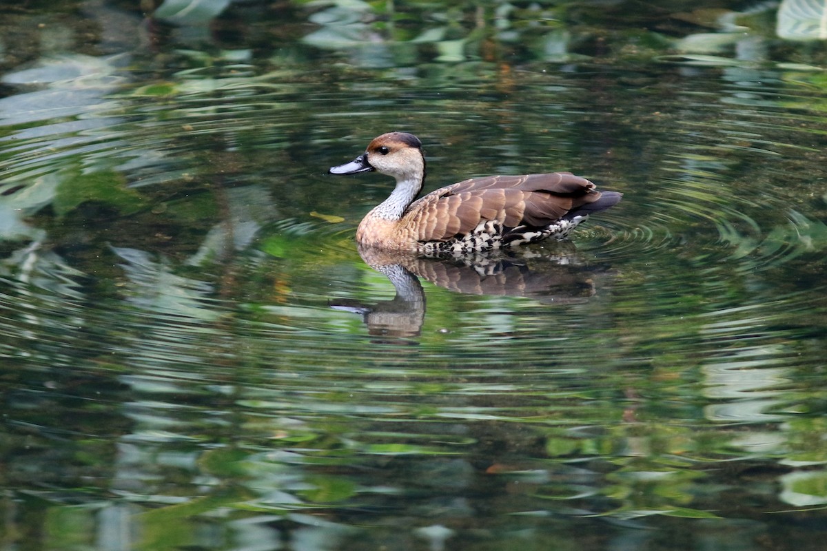 West Indian Whistling-Duck - ML49037441