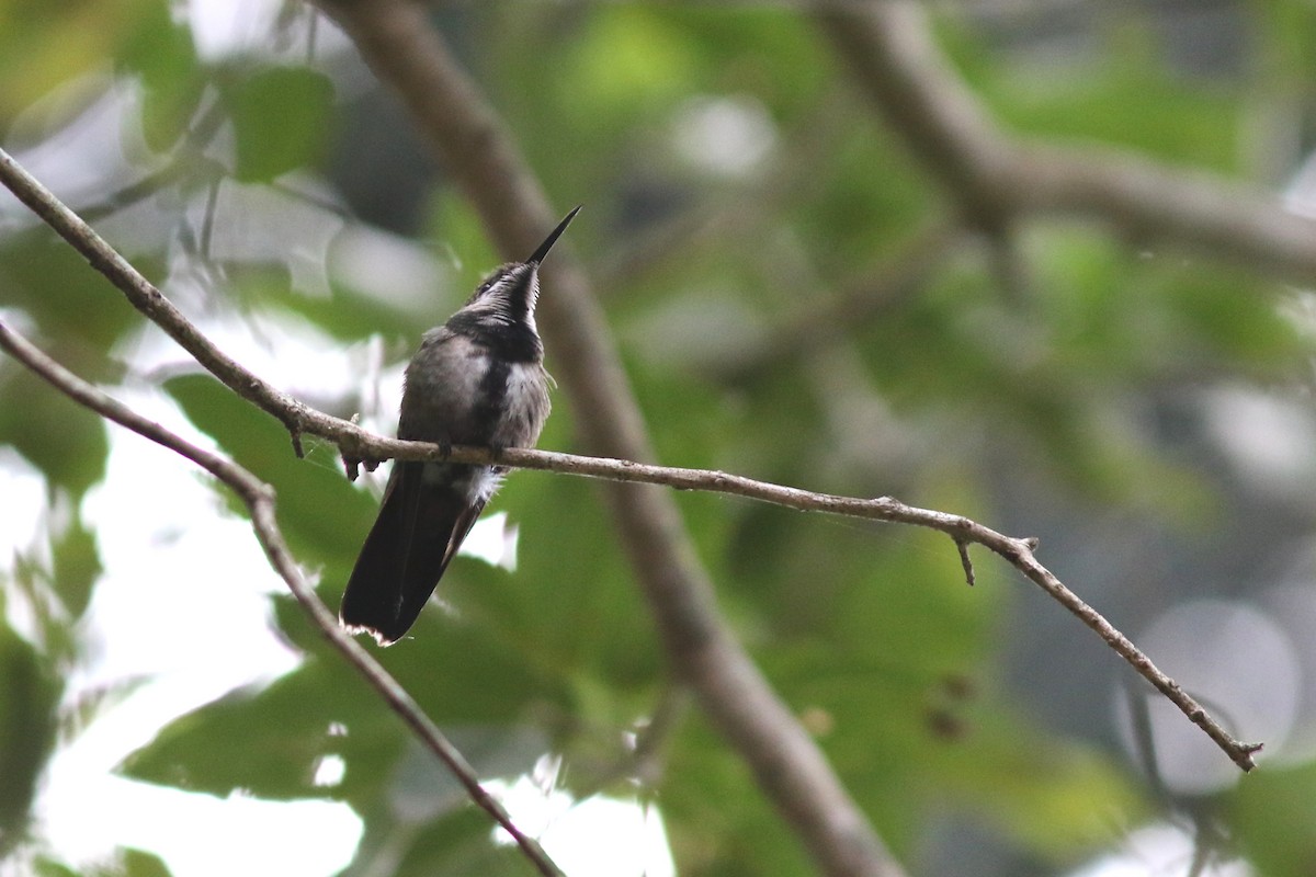 Dominikanermangokolibri - ML49037571