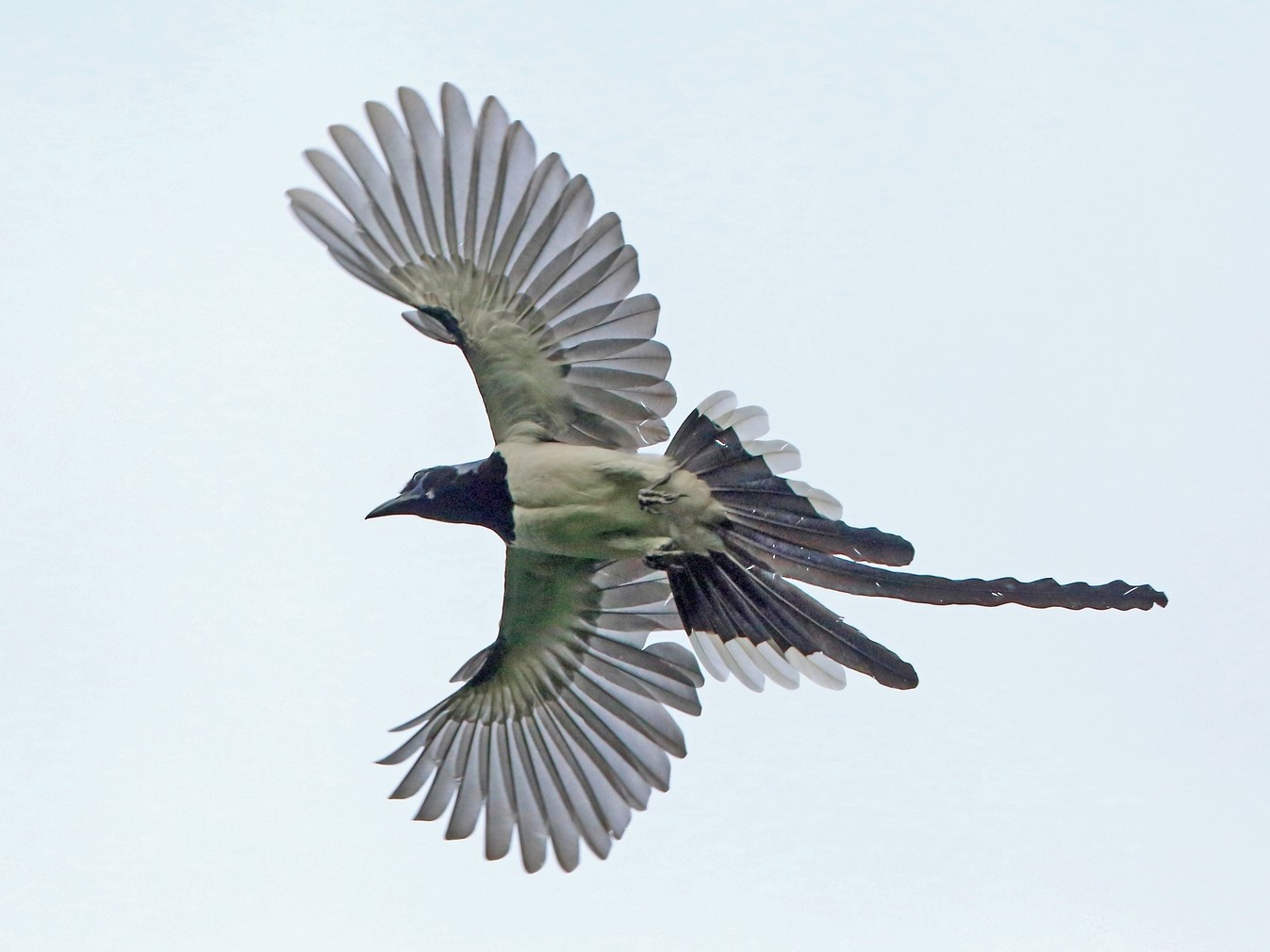 コリーカンムリサンジャク Ebird