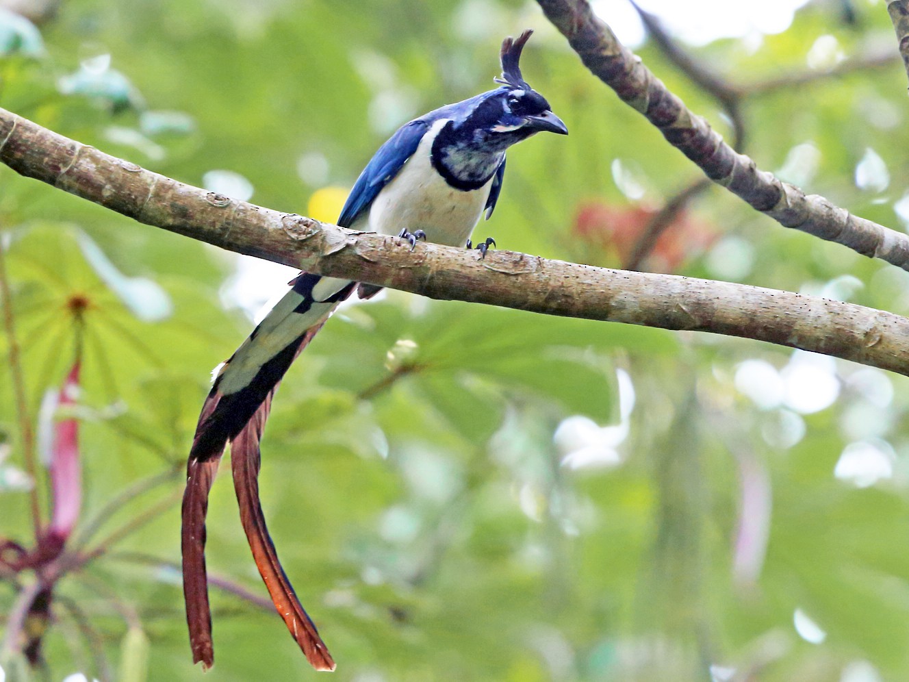 Black-throated Magpie-Jay - Nigel Voaden