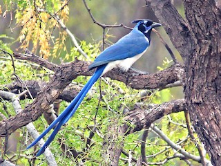  - Black-throated Magpie-Jay