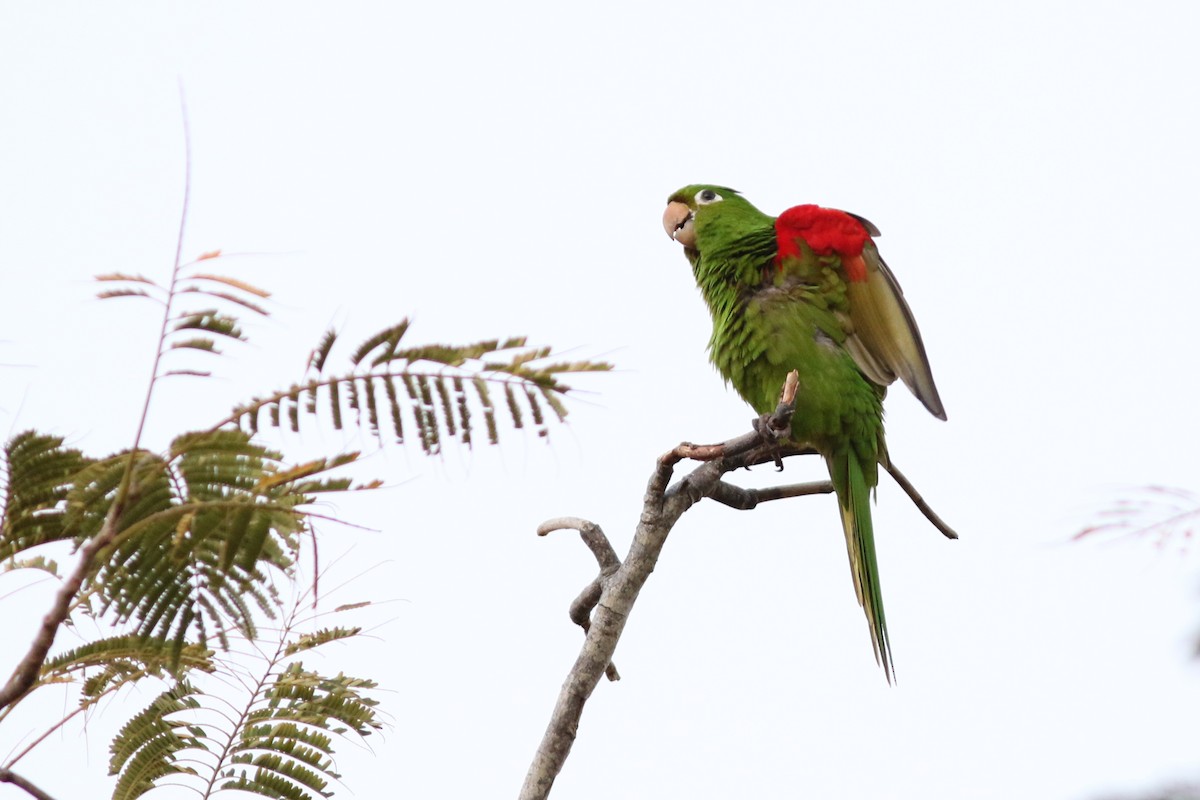 Hispaniolan Parakeet - ML49037951