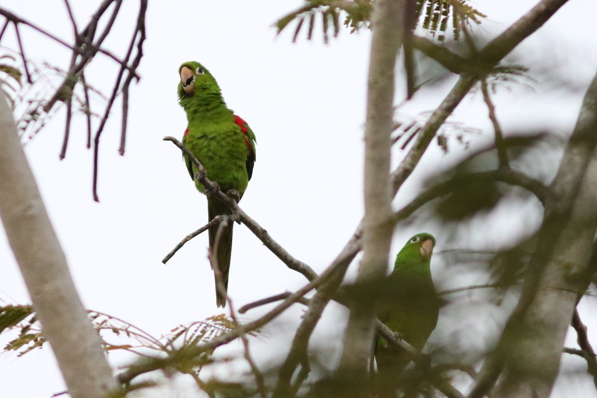 Hispaniolan Parakeet - John C Sullivan