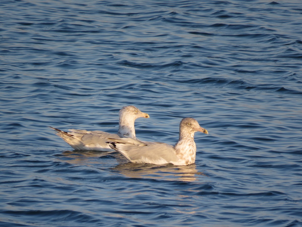 eBird Checklist 20 Sep 2022 Wachapreague, VA 22 species