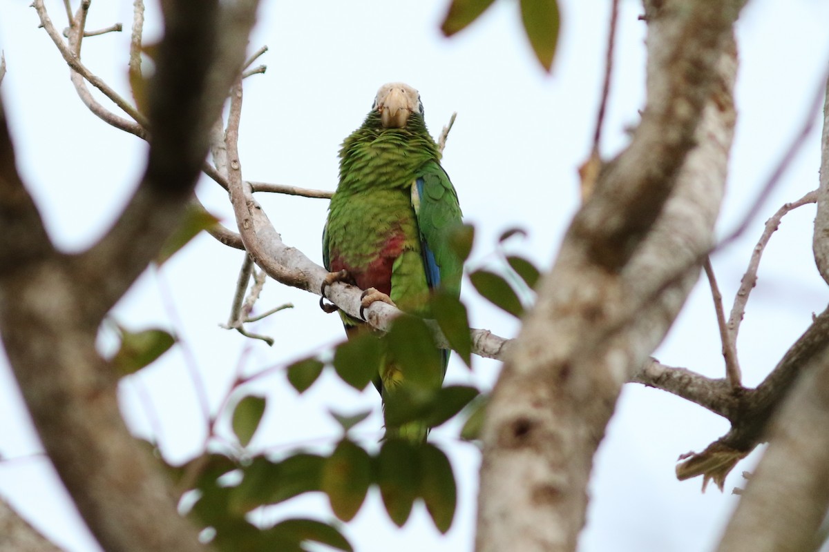 Hispaniolan Parrot - ML49038161