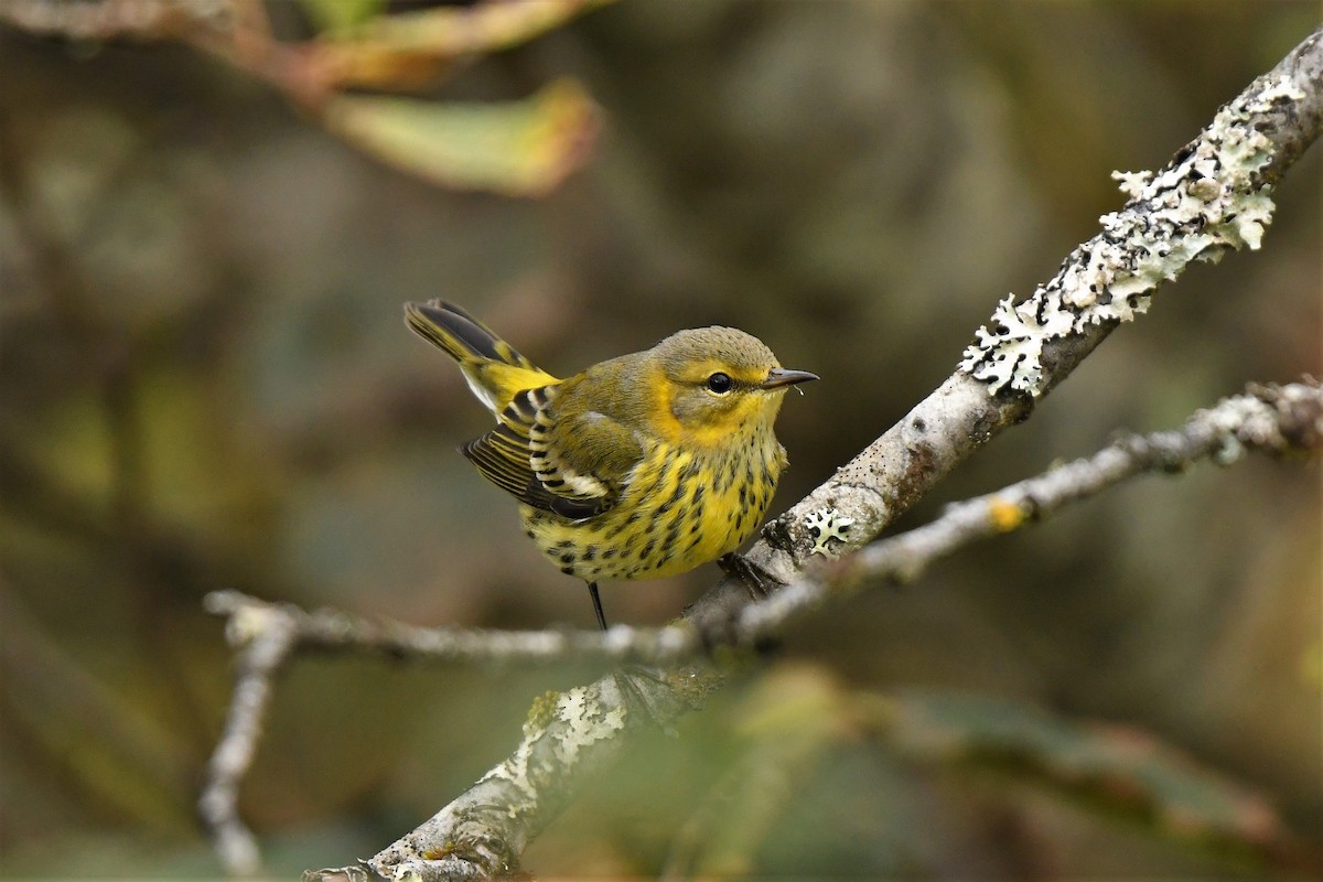 Cape May Warbler - ML490383301