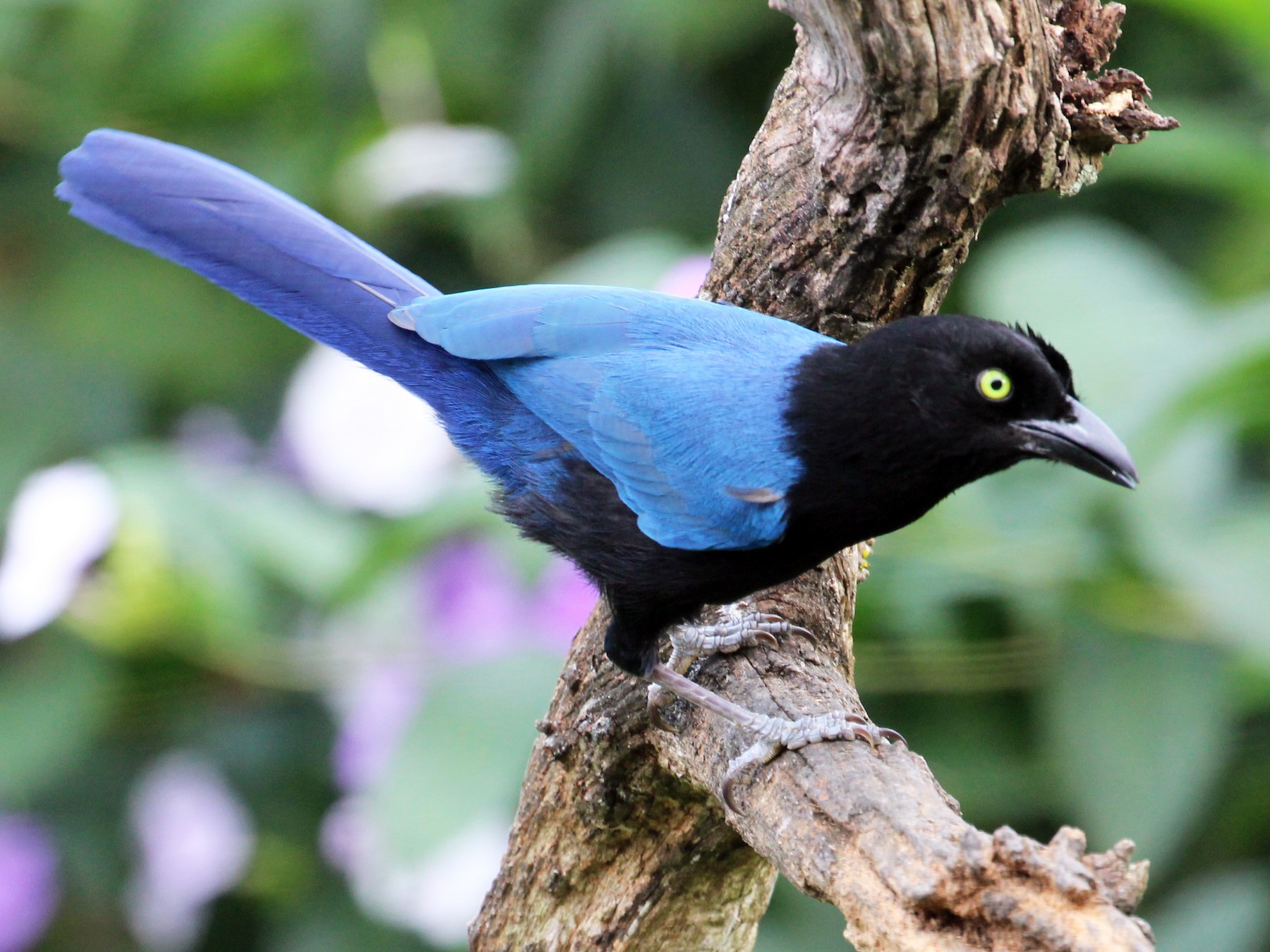 San Antonio's blue jay birds have a bold color and a brash bird