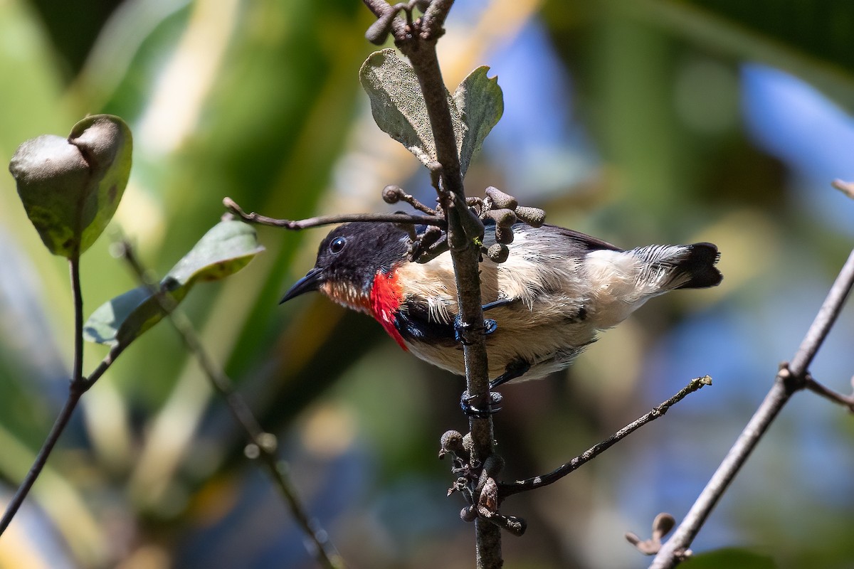 Blood-breasted Flowerpecker - Michael Henry