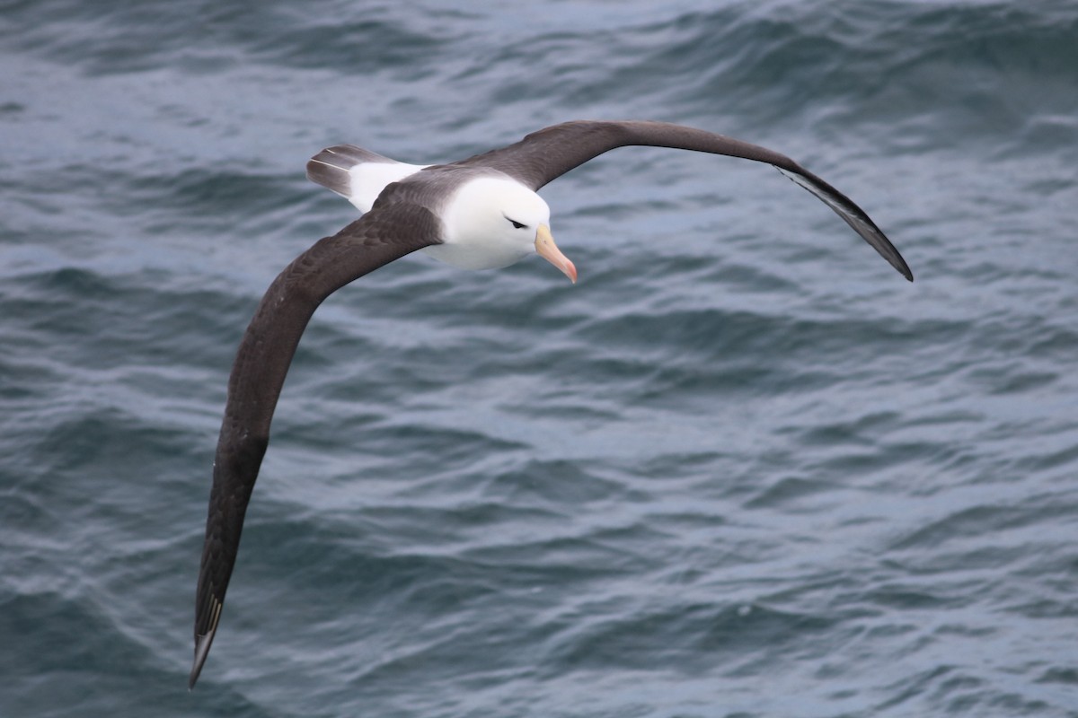 Black-browed Albatross - Rick Taylor