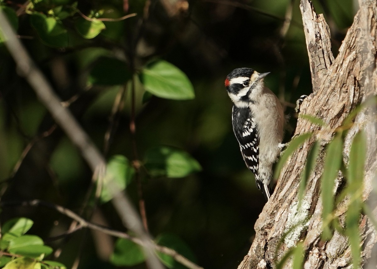 Downy Woodpecker - ML490388661