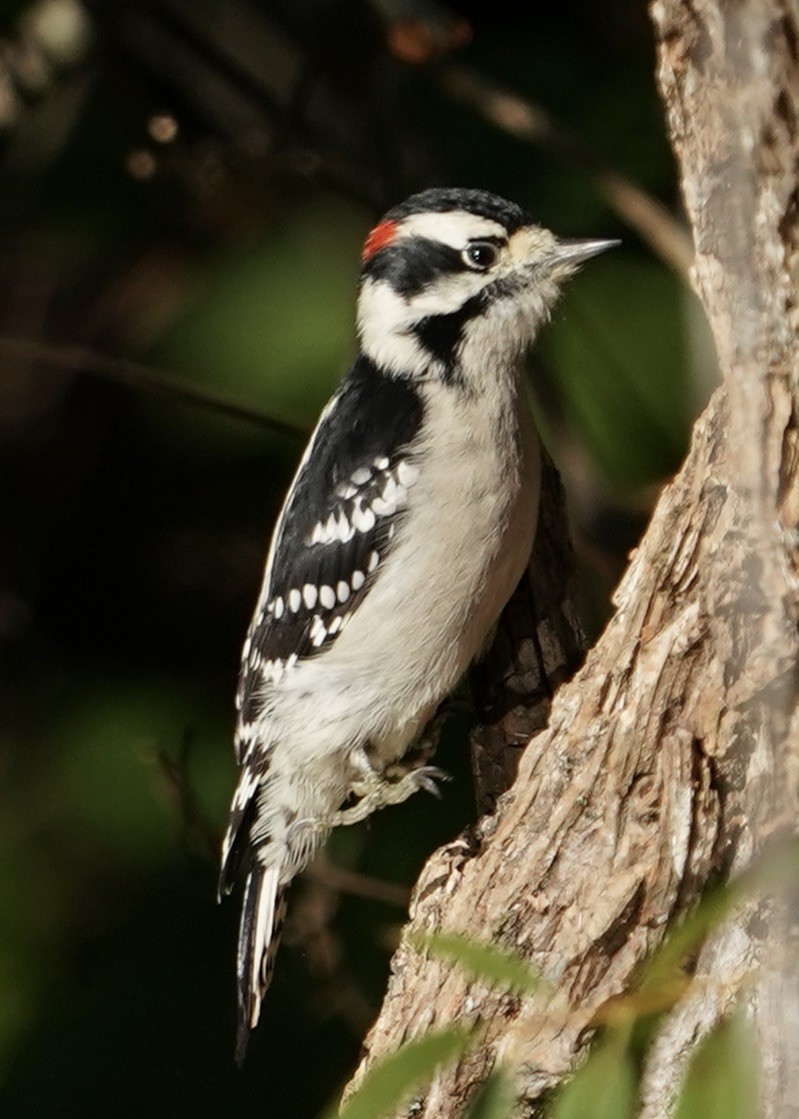 Downy Woodpecker - ML490388671