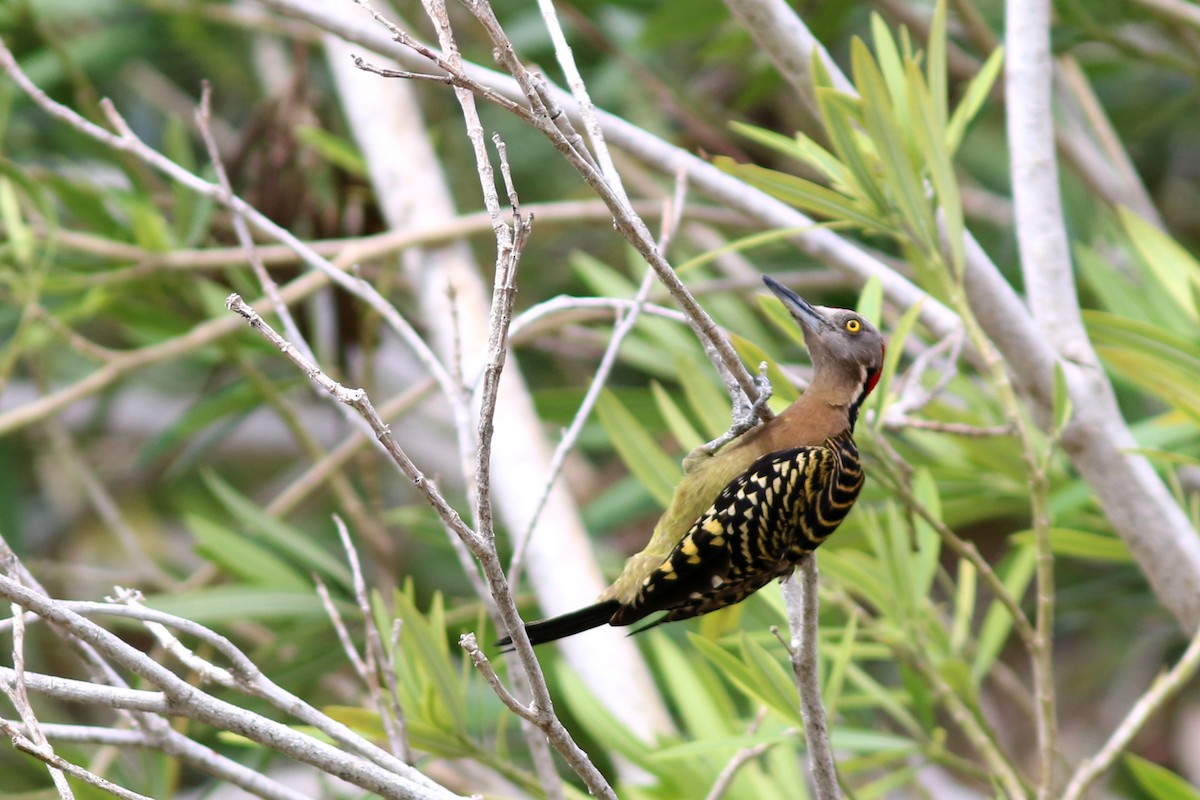 Hispaniolan Woodpecker - ML49039211