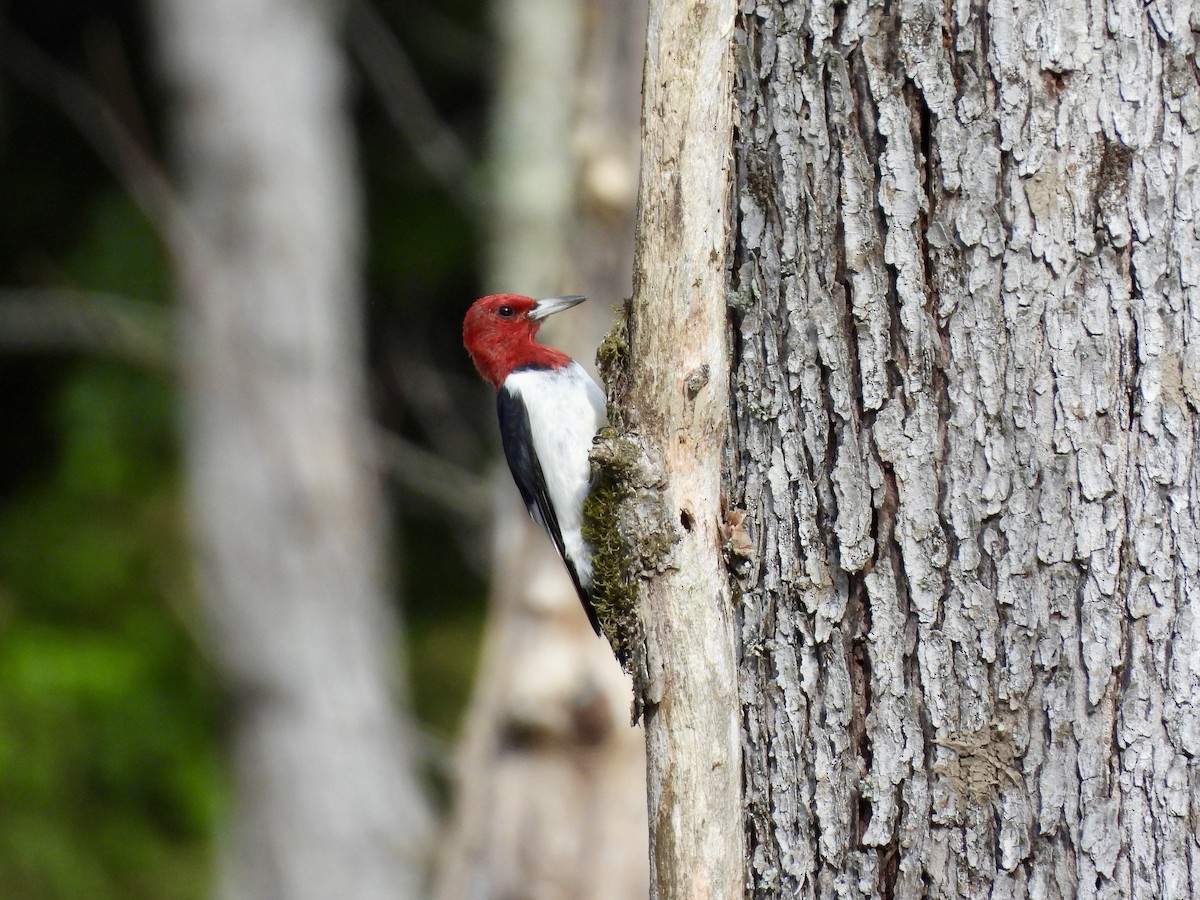 Red-headed Woodpecker - ML490394011
