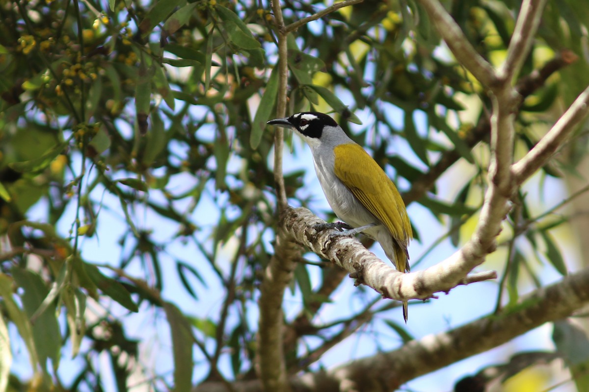 Black-crowned Palm-Tanager - ML49039411