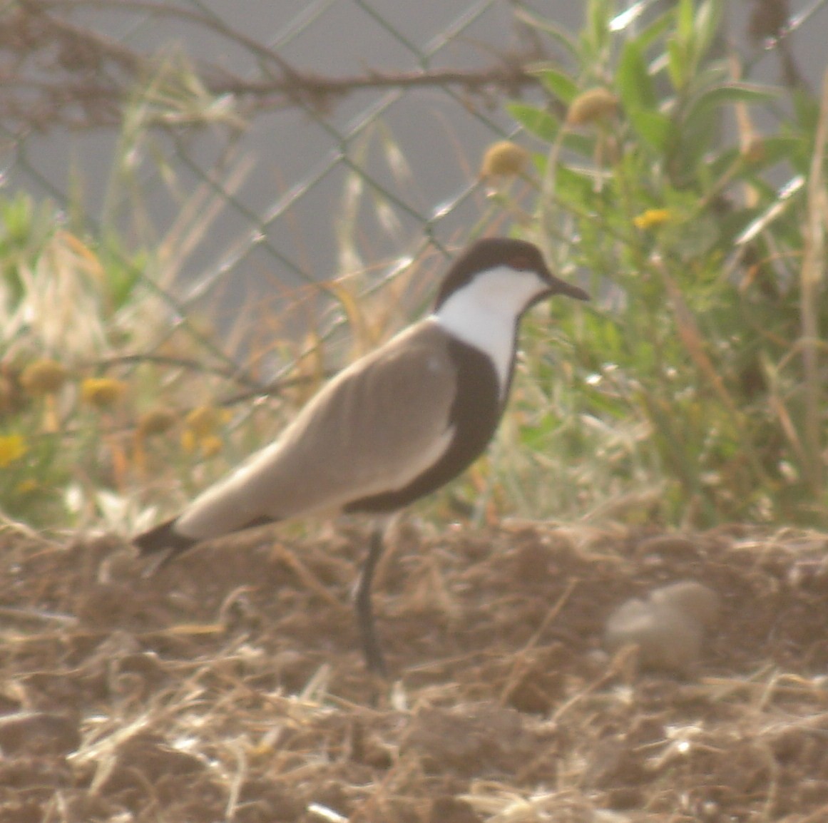 Spur-winged Lapwing - ML490396521