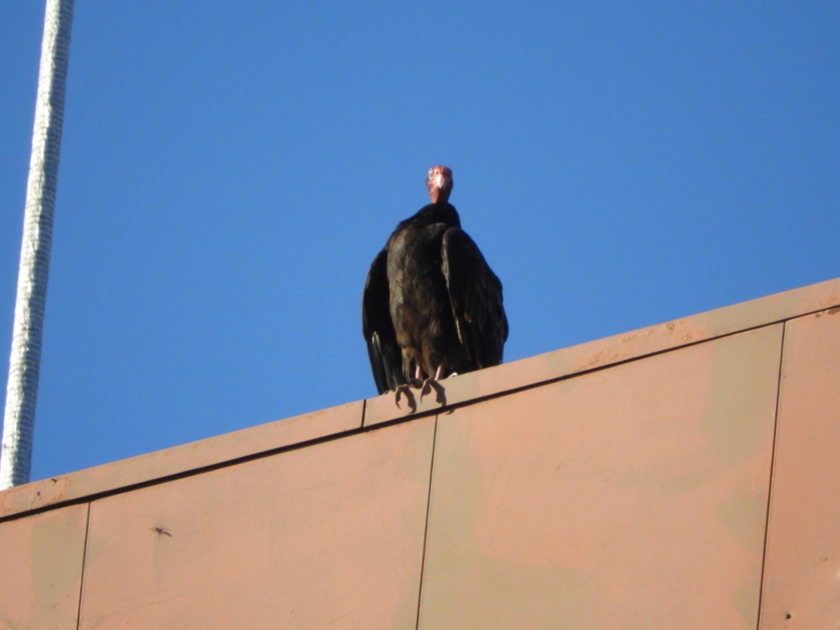 Turkey Vulture - ML490397011