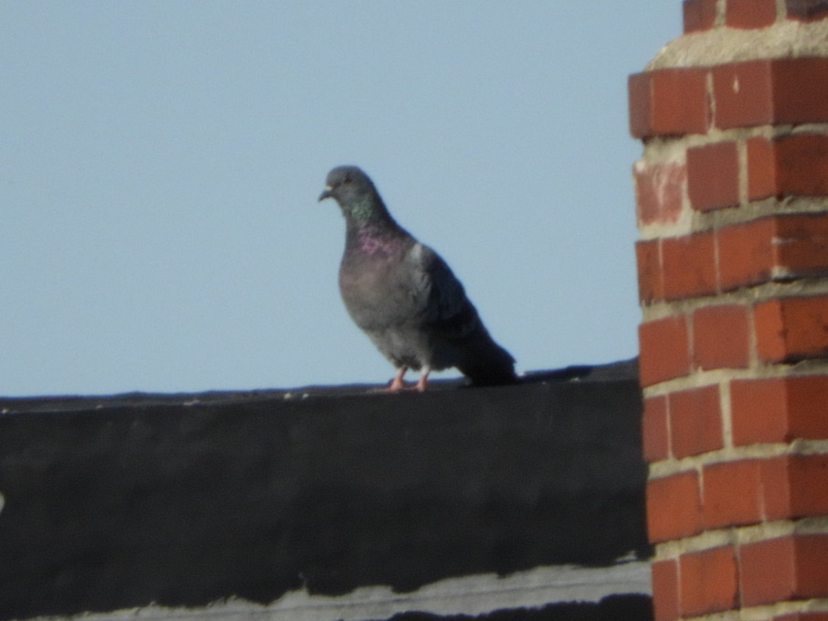 Rock Pigeon (Feral Pigeon) - ML490397401