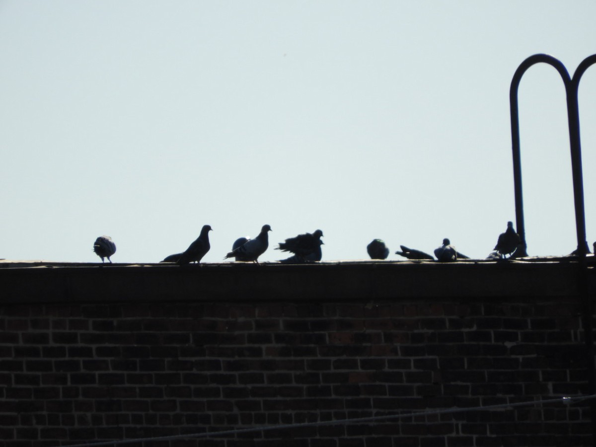 Rock Pigeon (Feral Pigeon) - Lois Rockhill