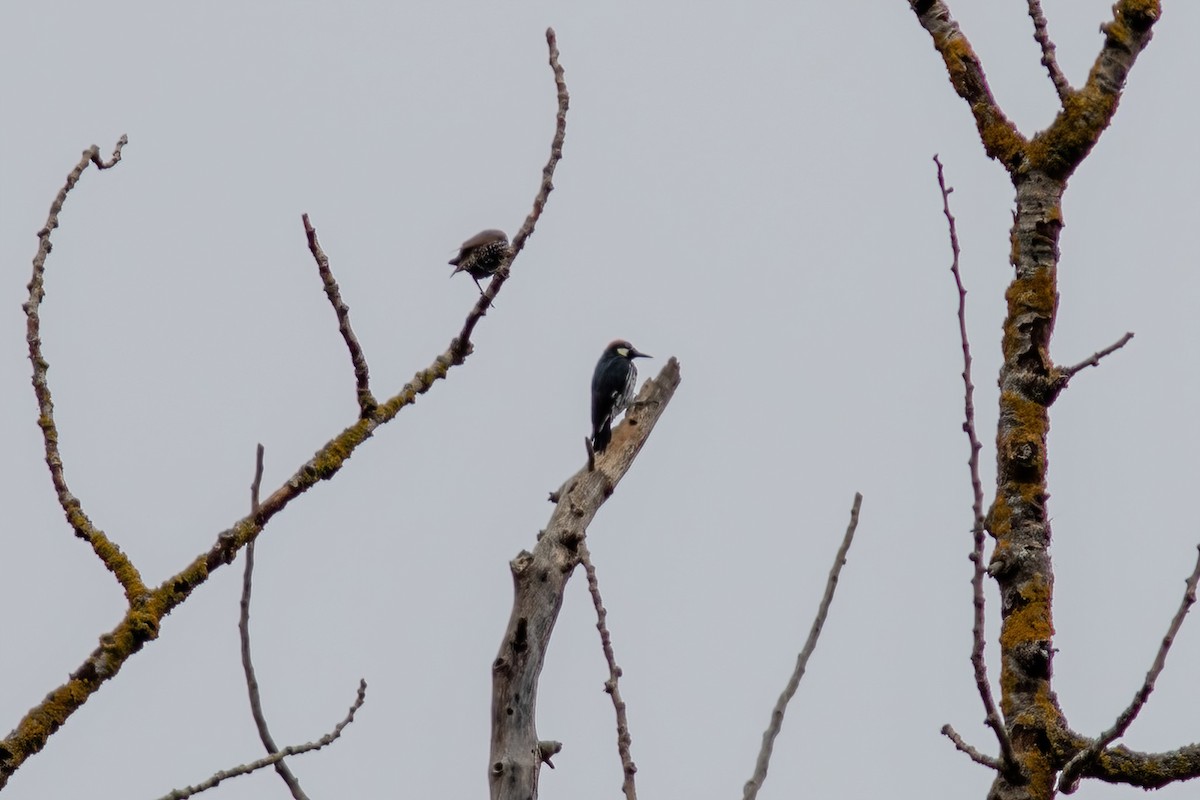Acorn Woodpecker - ML490402771