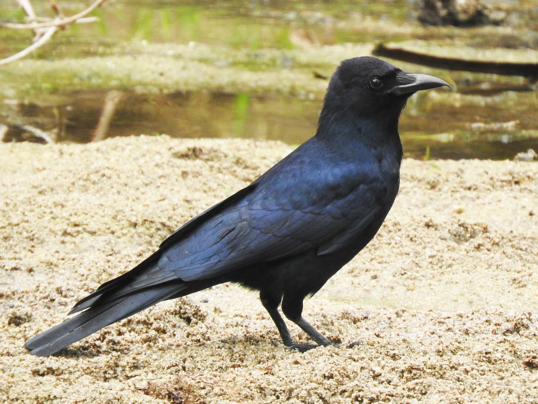 Sinaloa Crow - eBird