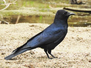 Sinaloa Crow - Corvus sinaloae - Birds of the World