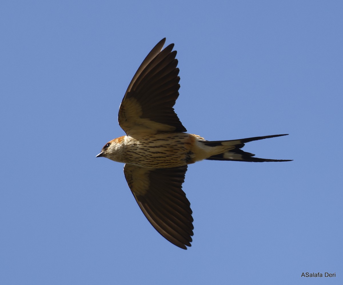 Greater Striped Swallow - ML490404831