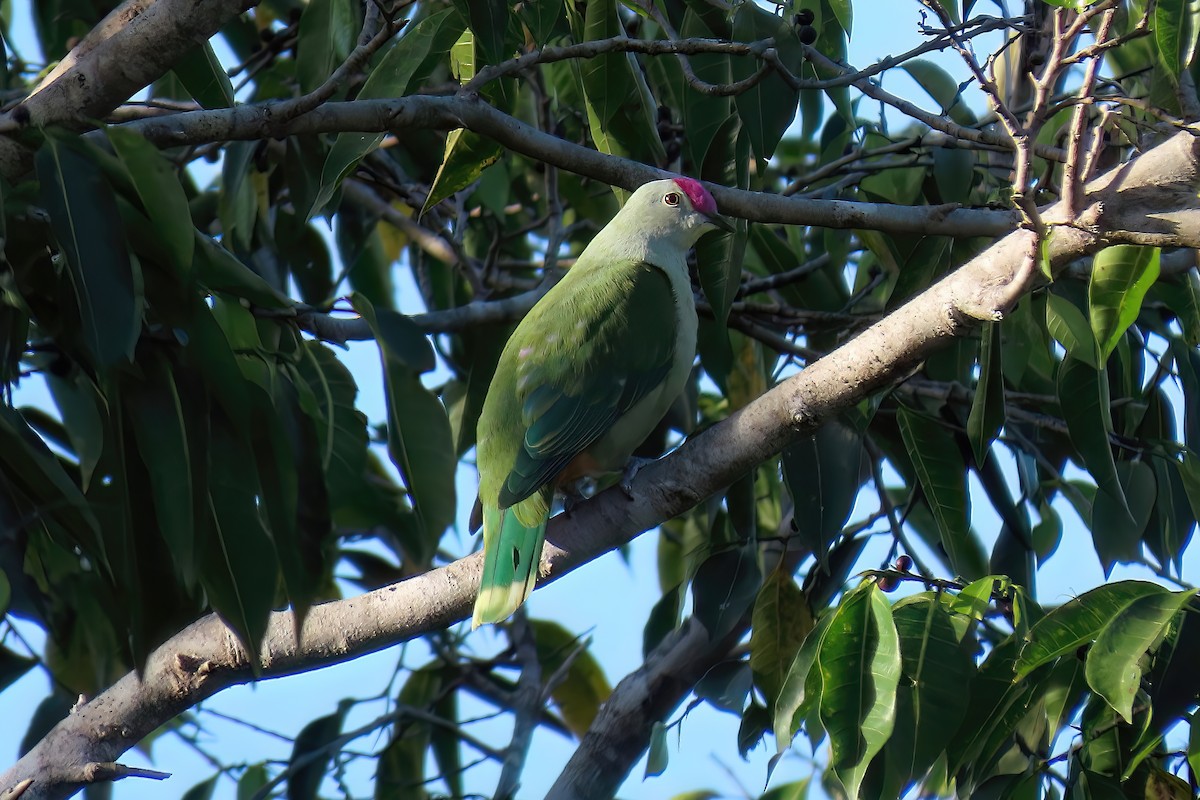Red-bellied Fruit-Dove - ML490405881