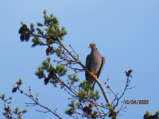 Band-tailed Pigeon - ML490415111