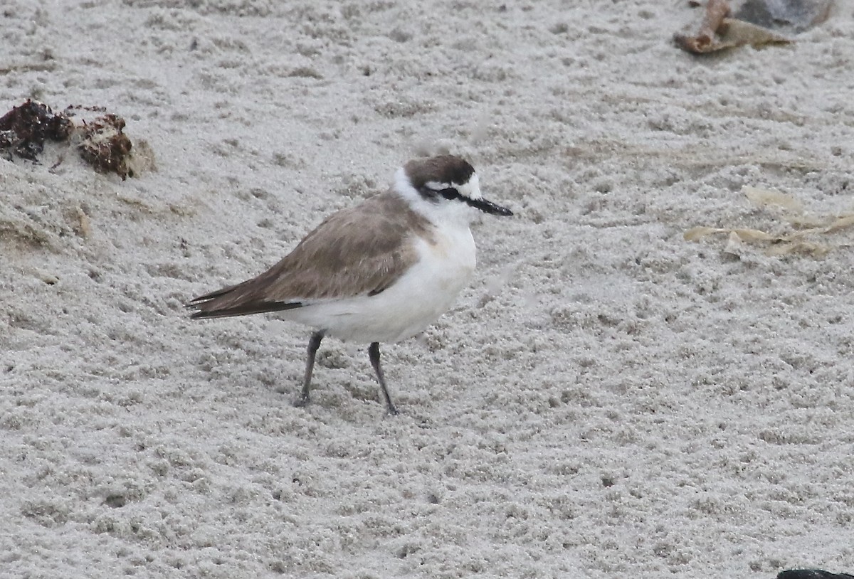 White-fronted Plover - Gil Ewing
