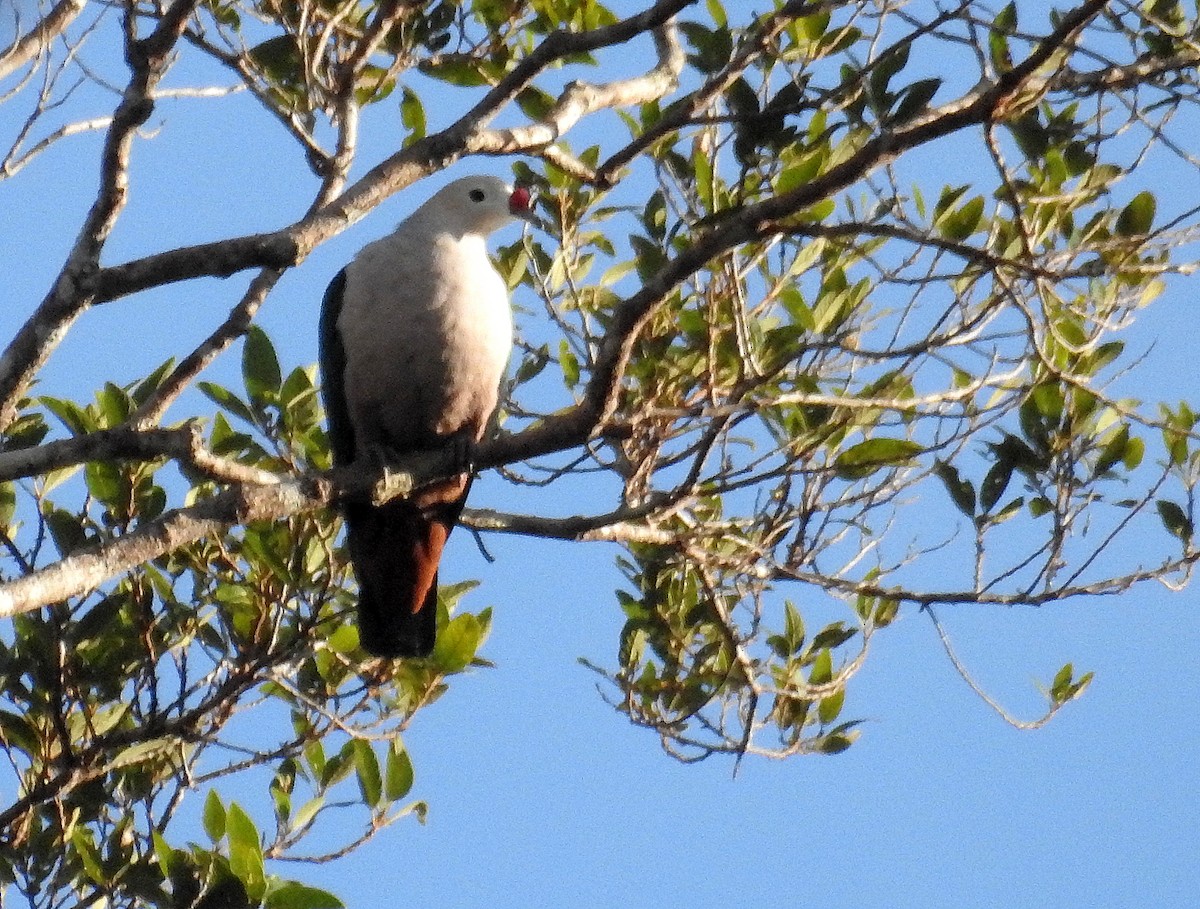 Red-knobbed Imperial-Pigeon - ML490422331