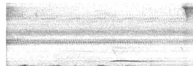 holub stříbročerný - ML490422781
