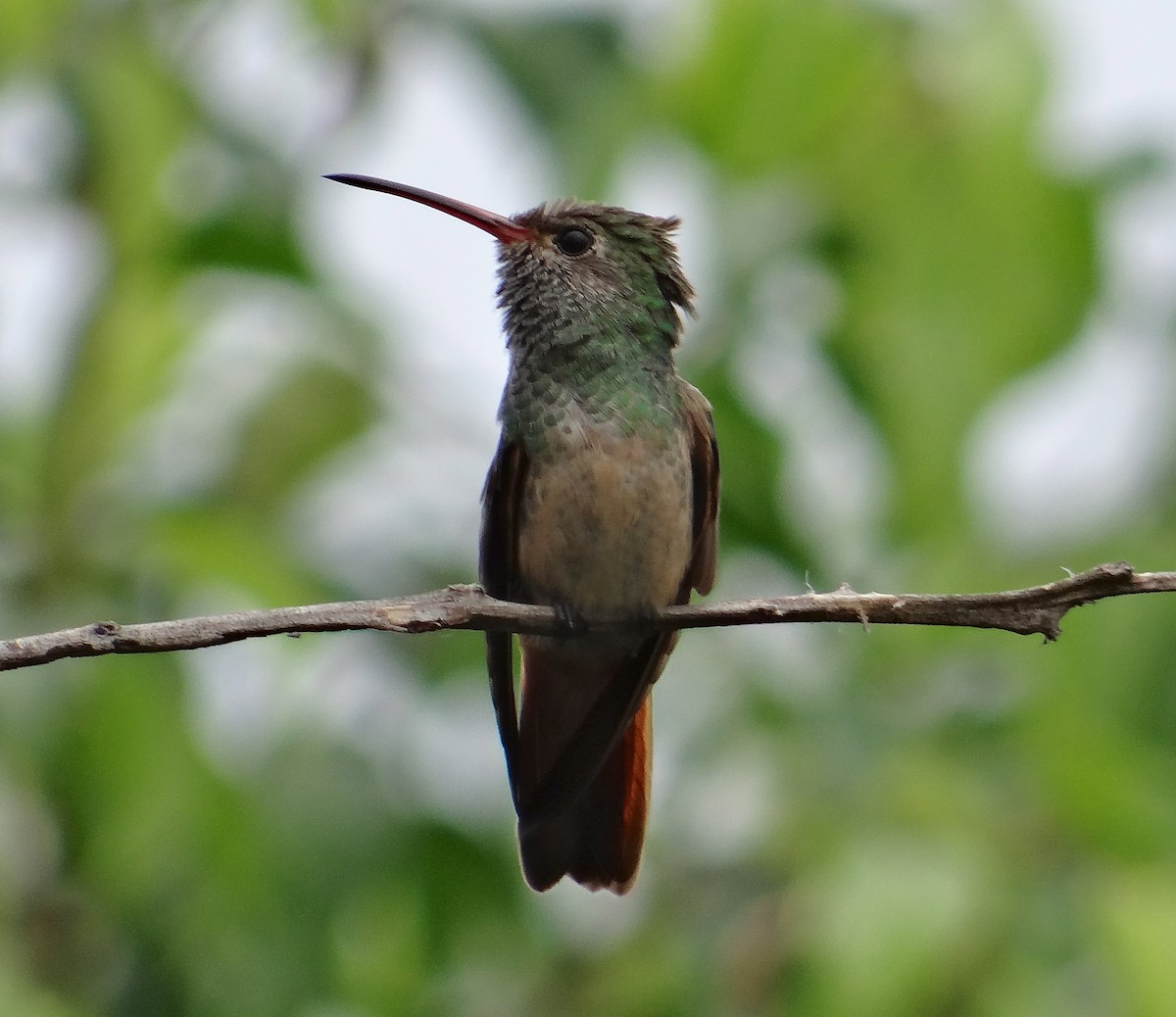 Buff-bellied Hummingbird - ML49043131