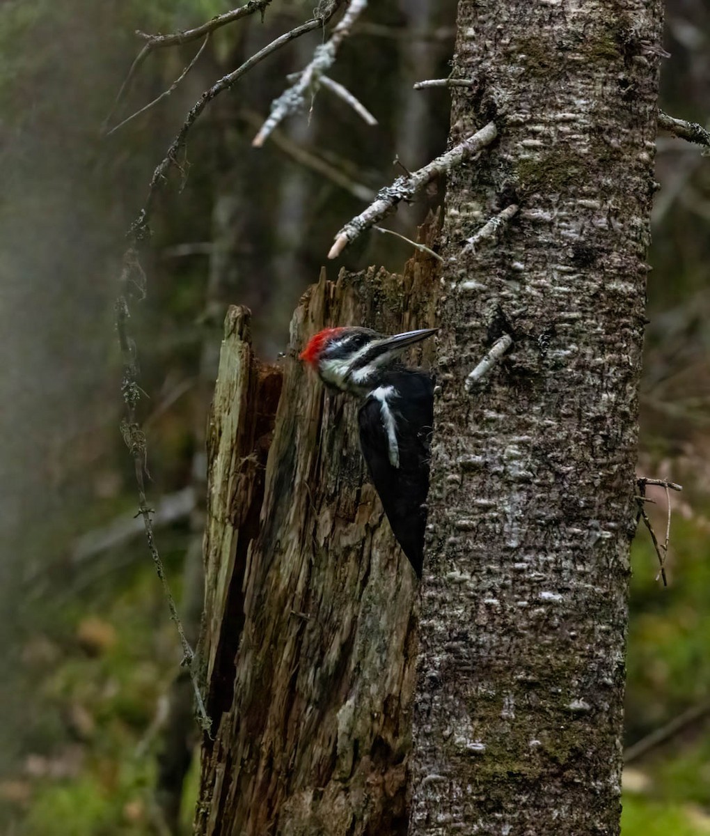 Pileated Woodpecker - ML490435181