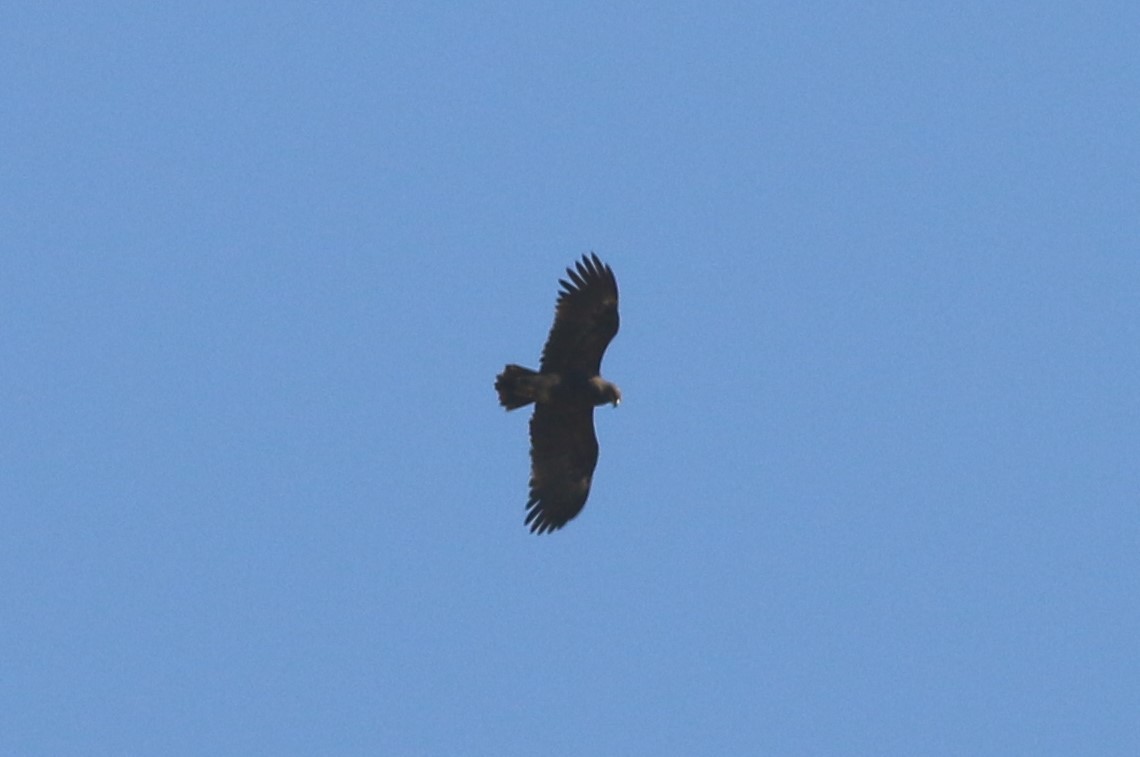 Lesser Spotted Eagle - Alexandre Hespanhol Leitão