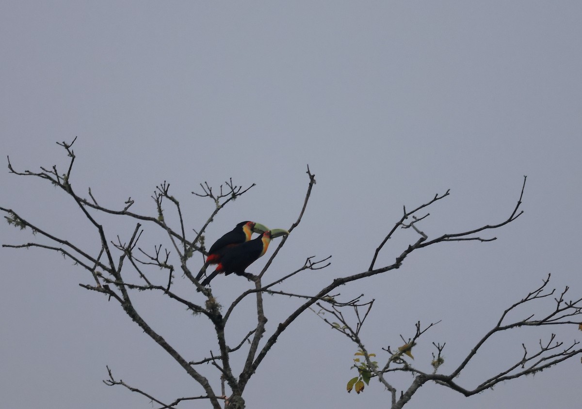 Red-breasted Toucan - ML490446291