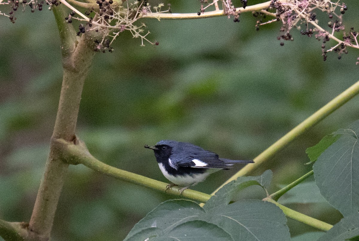 Black-throated Blue Warbler - ML490446351
