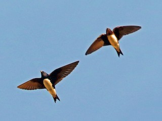 雄鳥和雌鳥 - Nigel Voaden - ML49045431