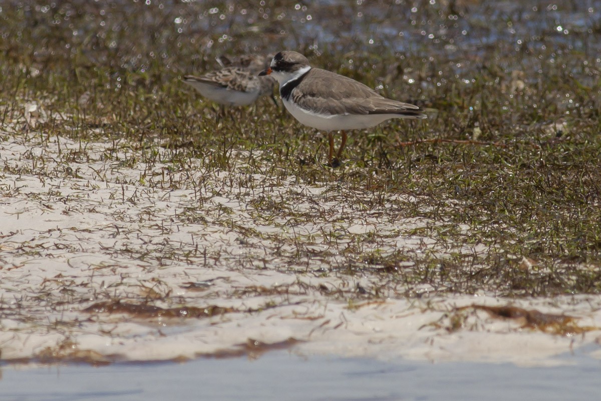 Semipalmated Plover - Michael Todd