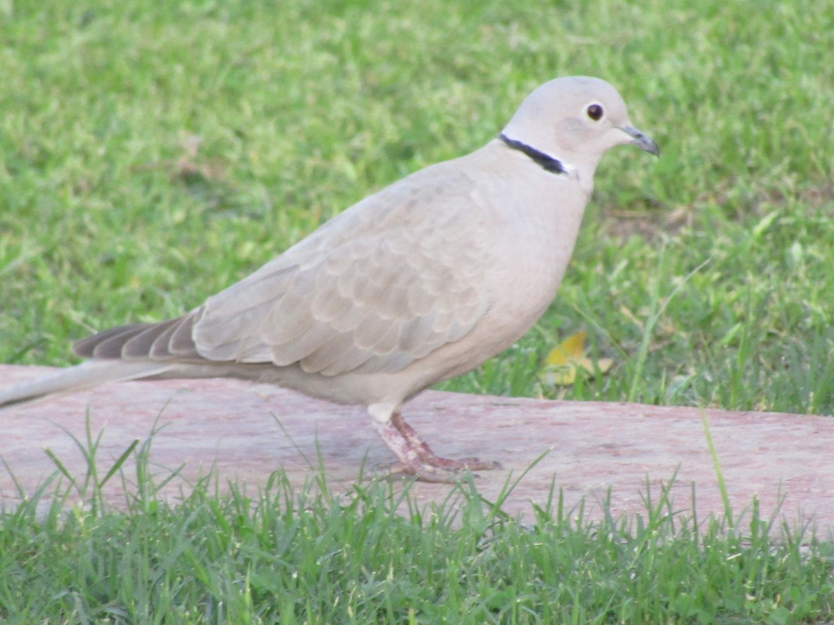 Eurasian Collared-Dove - Maxim Rodrigues K