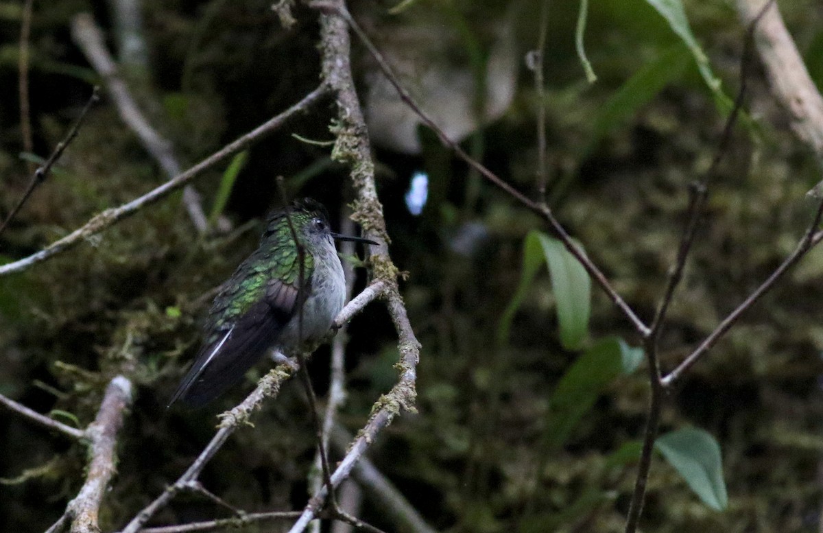 Black-bellied Hummingbird - ML49047161