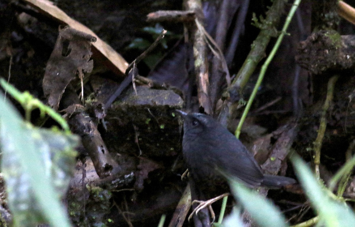 Silvery-fronted Tapaculo (Silvery-fronted) - ML49047201