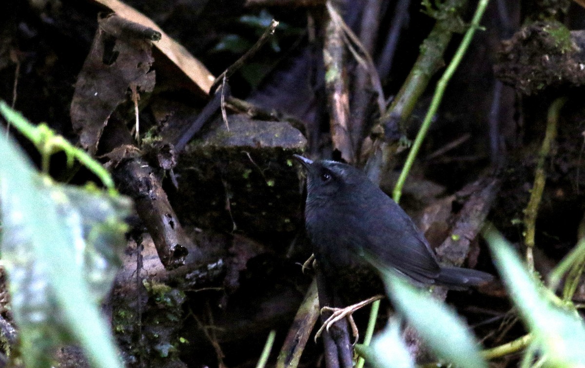 Silvery-fronted Tapaculo (Silvery-fronted) - ML49047211