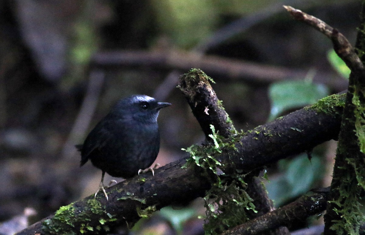Silvery-fronted Tapaculo (Silvery-fronted) - Jay McGowan