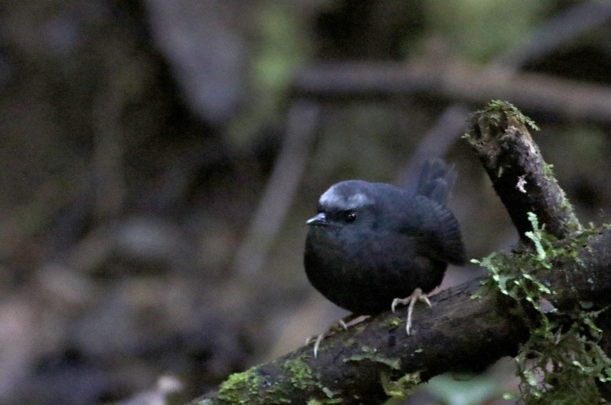 Silvery-fronted Tapaculo (Silvery-fronted) - ML49047241