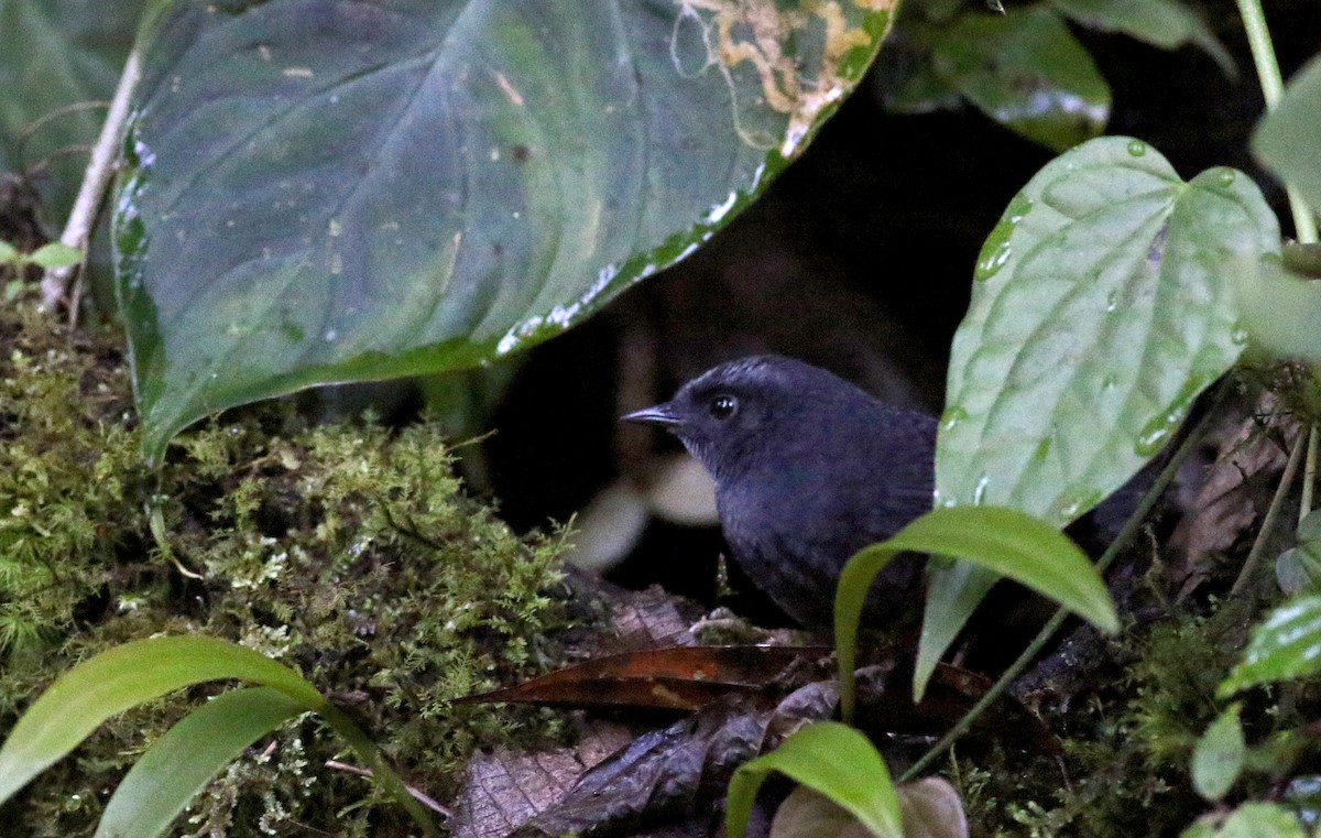 Silvery-fronted Tapaculo (Silvery-fronted) - ML49047271