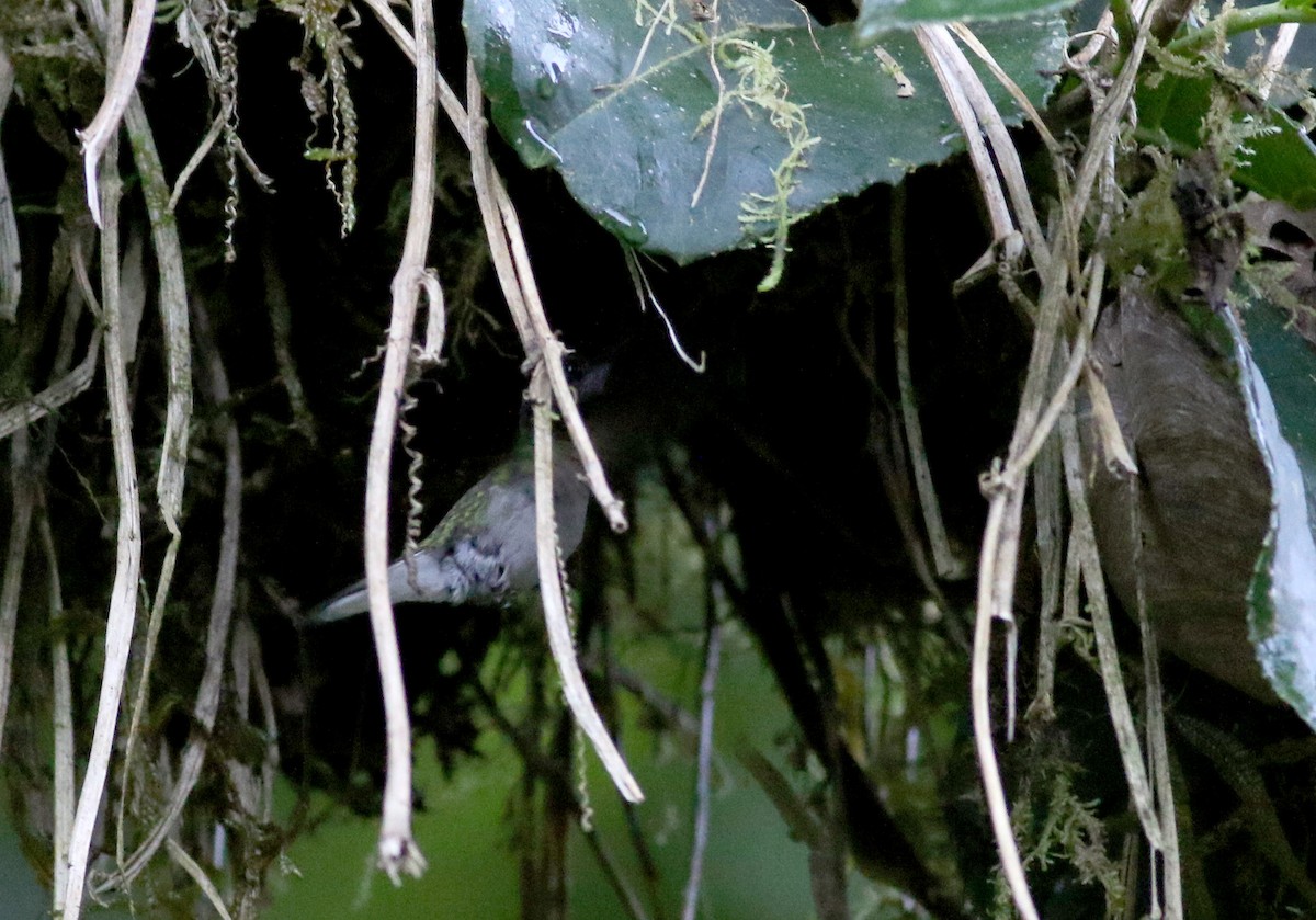 Black-bellied Hummingbird - ML49047341