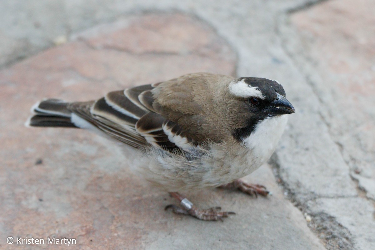 White-browed Sparrow-Weaver (White-breasted) - ML490476031