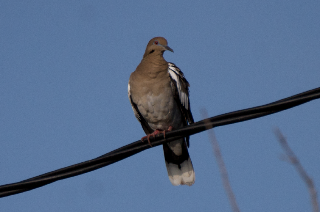 White-winged Dove - ML490485681